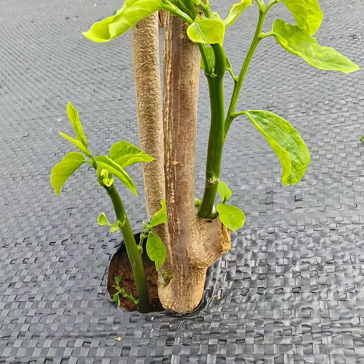 Perforiertes Unkrautvlies